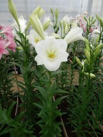 [4115 Illusive Mak No01.JPG]